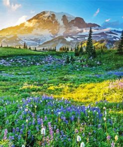 Pacific Northwest Landscape paint by number