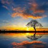 Panorama Tree By Water At Sunset paint by numbers