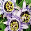 Passion Flowers paint by number