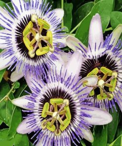 Passion Flowers paint by number