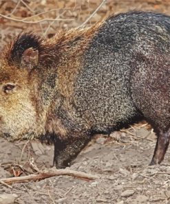 Peccary Wild Animal paint by numbers