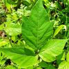Poison Ivy Leaves paint by numbers