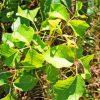 Poison Ivy Plant Leaves paint by numbers