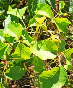 Poison Ivy Plant Leaves paint by numbers