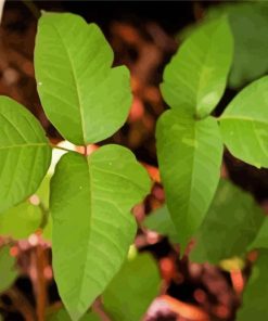 Poison Ivy Plant paint by numbers