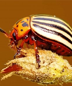 Potato Bug Jerusalem Cricket paint by number