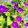 Purple Moonflowers paint by number