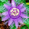 Purple Passion Flower paint by number