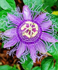 Purple Passion Flower paint by number