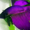 Artistic Purple Betta Fish paint by numbers