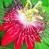 Red Passion Flower paint by number