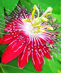 Red Passion Flower paint by number