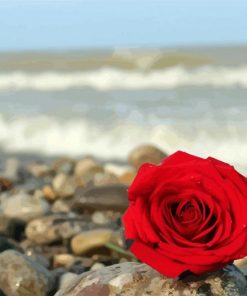 Red Rose And Beach paint by number