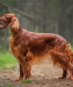 Red Setter Dog paint by number