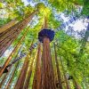 Amazing Redwoods Trees paint by numbers