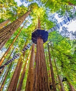 Amazing Redwoods Trees paint by numbers