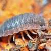 Roly Poly Insect paint by number
