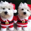 Santa Westie Puppies paint by number