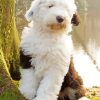 Sheep Dog Animal paint by number