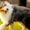 Sheep Dog paint by number