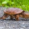 Small Snapping Turtle paint by numbers