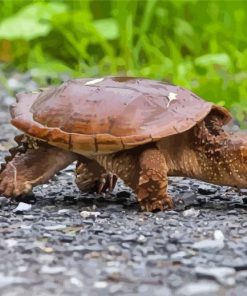 Small Snapping Turtle paint by numbers