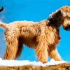Soft Wheaten Puppy paint by number