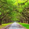 Southern Live Oaks paint by number