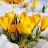 Spring Yellow Flower In Snow paint by numbers