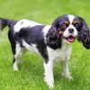 The Cavalier King Charles Spaniel paint by number