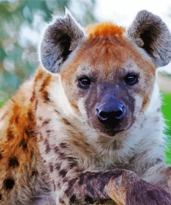 The Animal Spotted Hyena paint by numbers