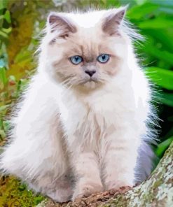 The Himalayan Cat paint by numbers