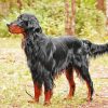 The Gordon Setter Dog paint by number