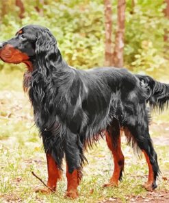 The Gordon Setter Dog paint by number