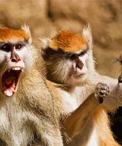 Cute Three Monkeys Animals paint by numbers