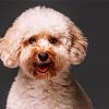 Toy Poodle paint by number