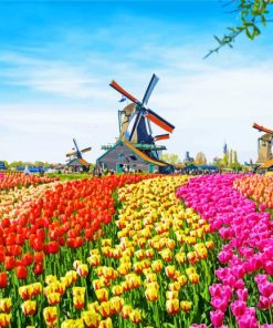 Tulip Fields In The Netherlands paint by number