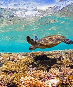 Turtle Swimming Over Ningaloo paint by number