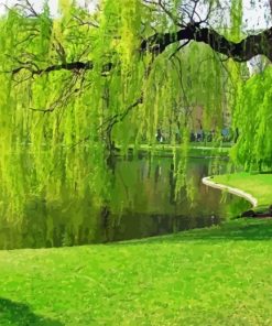 Weeping Willow Tree Plant paint by number