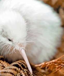 White Kiwi Bird paint by number