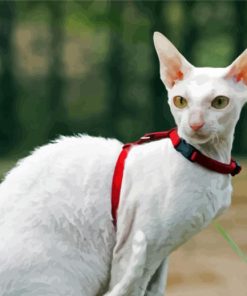 White Cornish Rex Cat paint by numbers