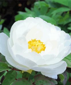 White Peony Flower paint by numbers