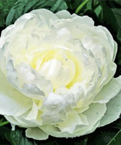 White Peony Flower Pants paint by numbers