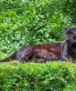 Wild Black Big Cat paint by numbers