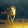 Wolf Dog By Jamie Wyeth paint by numbers