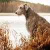 Wolfhound Dog Animalpaint by number