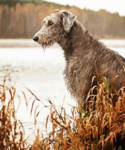 Wolfhound Dog Animalpaint by number