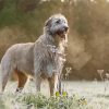 Wolfhound Dog paint by number