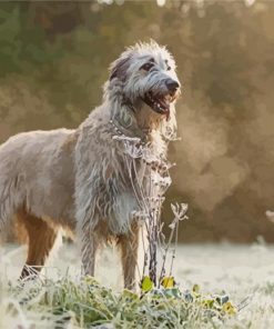 Wolfhound Dog paint by number