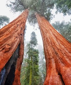 Wonderful Sequoia Trees paint by numbers